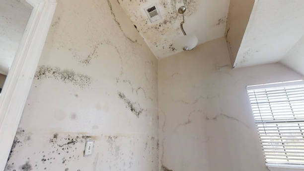 Best Environmental Consulting for Mold Prevention  in Rosebud, SD