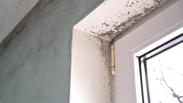 Best Black Mold Removal  in Rosebud, SD