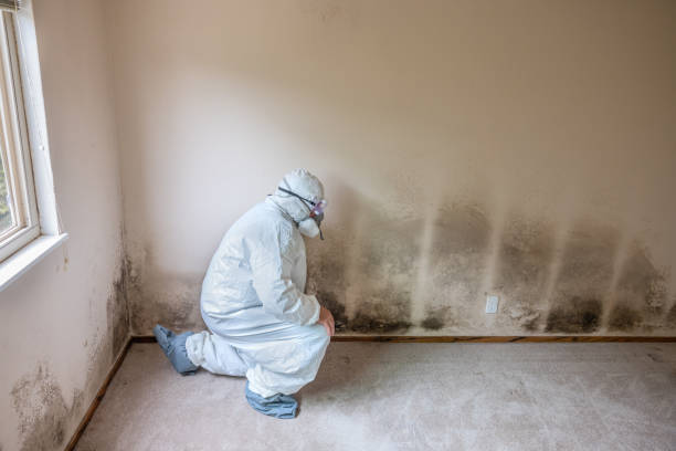 Best Mold Odor Removal Services  in Rosebud, SD